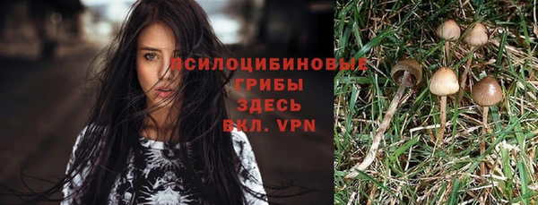 стаф Касимов